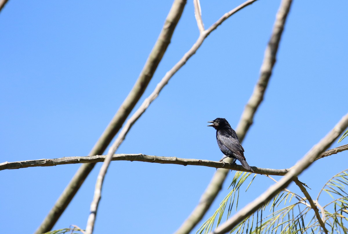 Screaming Cowbird - ML299228991