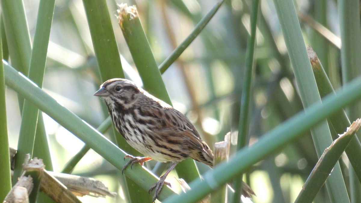 Song Sparrow - ML299229351