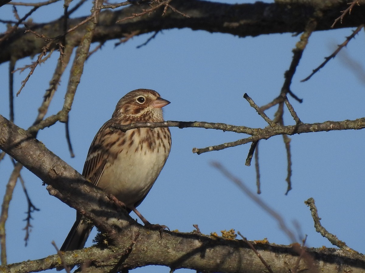 Vesper Sparrow - Ann Word