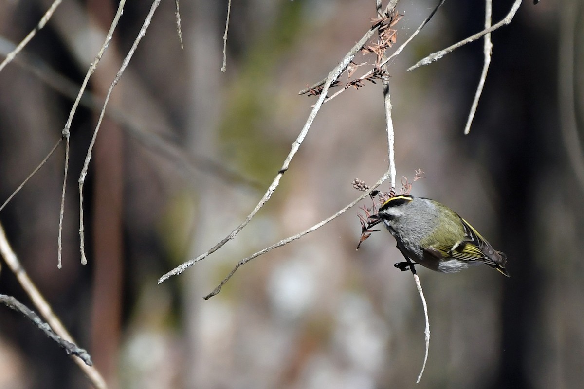 Golden-crowned Kinglet - ML299230541