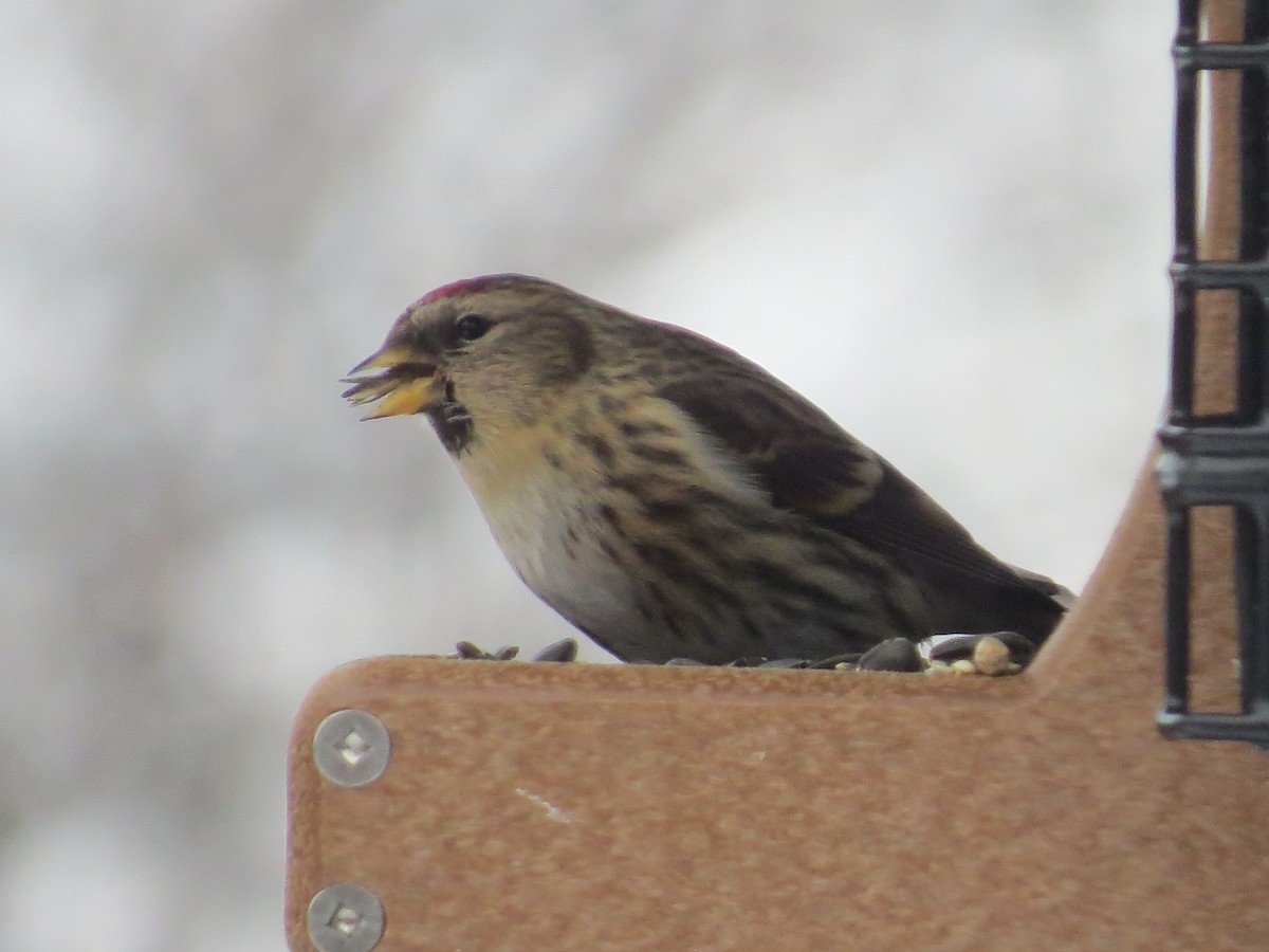 Redpoll (Common) - ML299231191