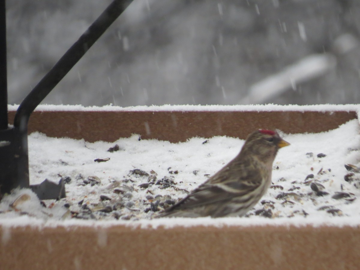 Redpoll (Common) - ML299231201