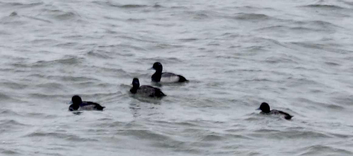 Greater Scaup - ML299231311
