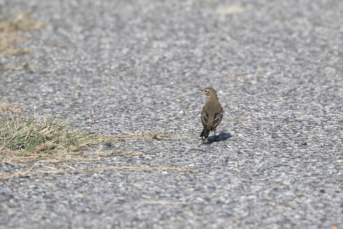 Pipit d'Amérique - ML299231451