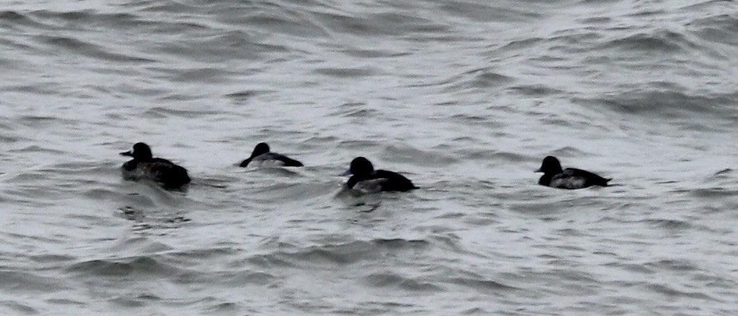 Greater Scaup - ML299231501