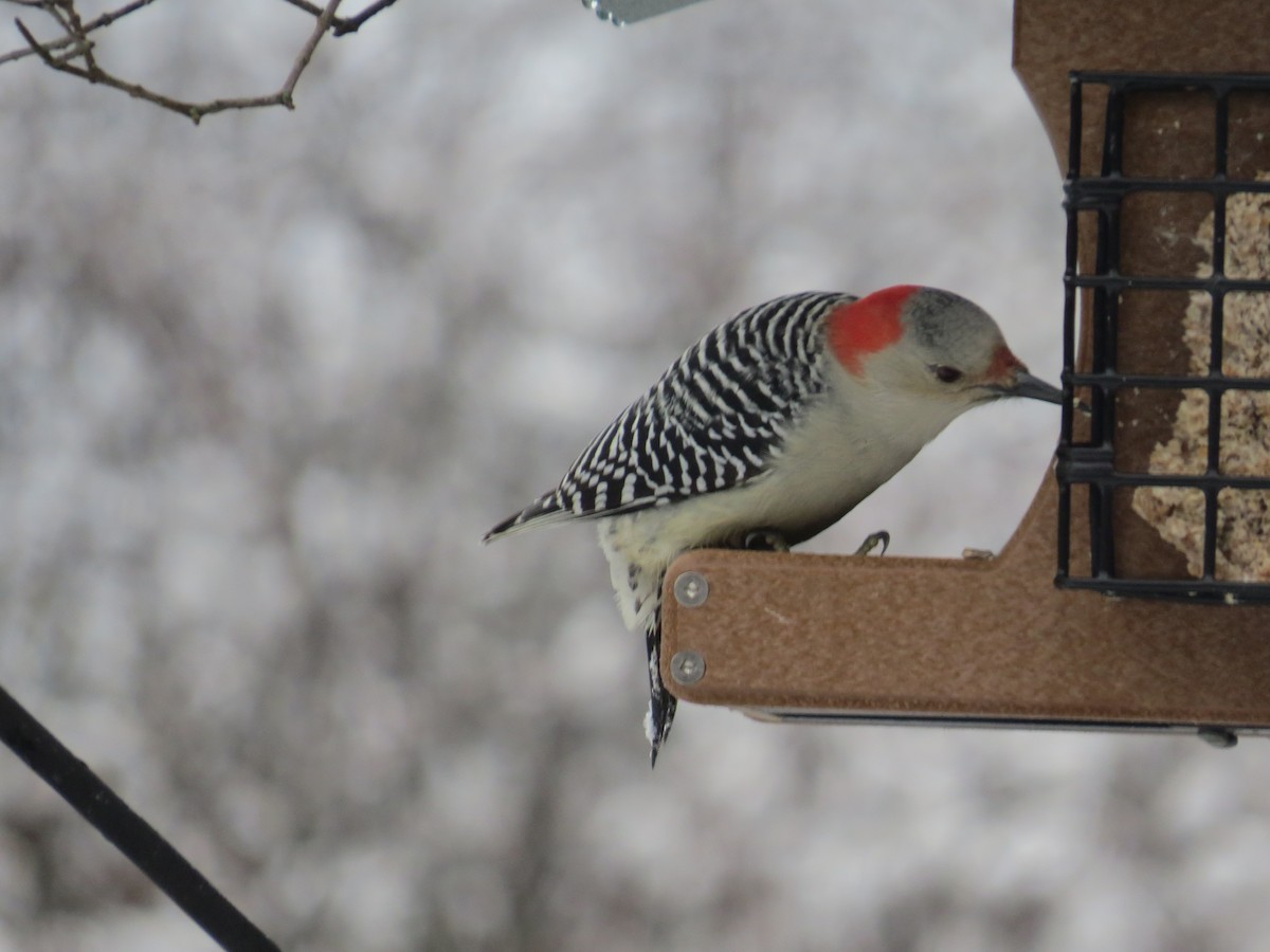 Red-bellied Woodpecker - ML299232941