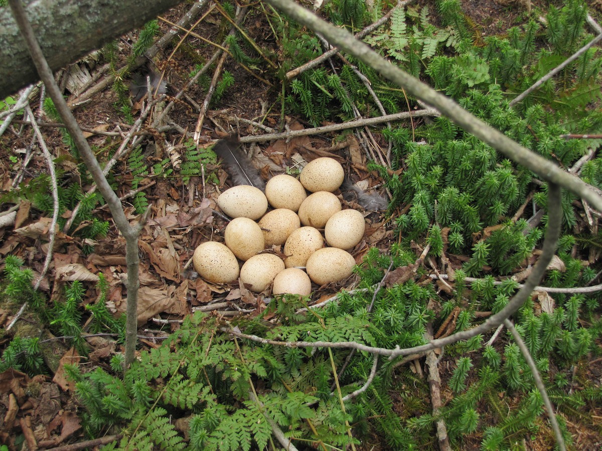 Wild Turkey - John O'Donnell