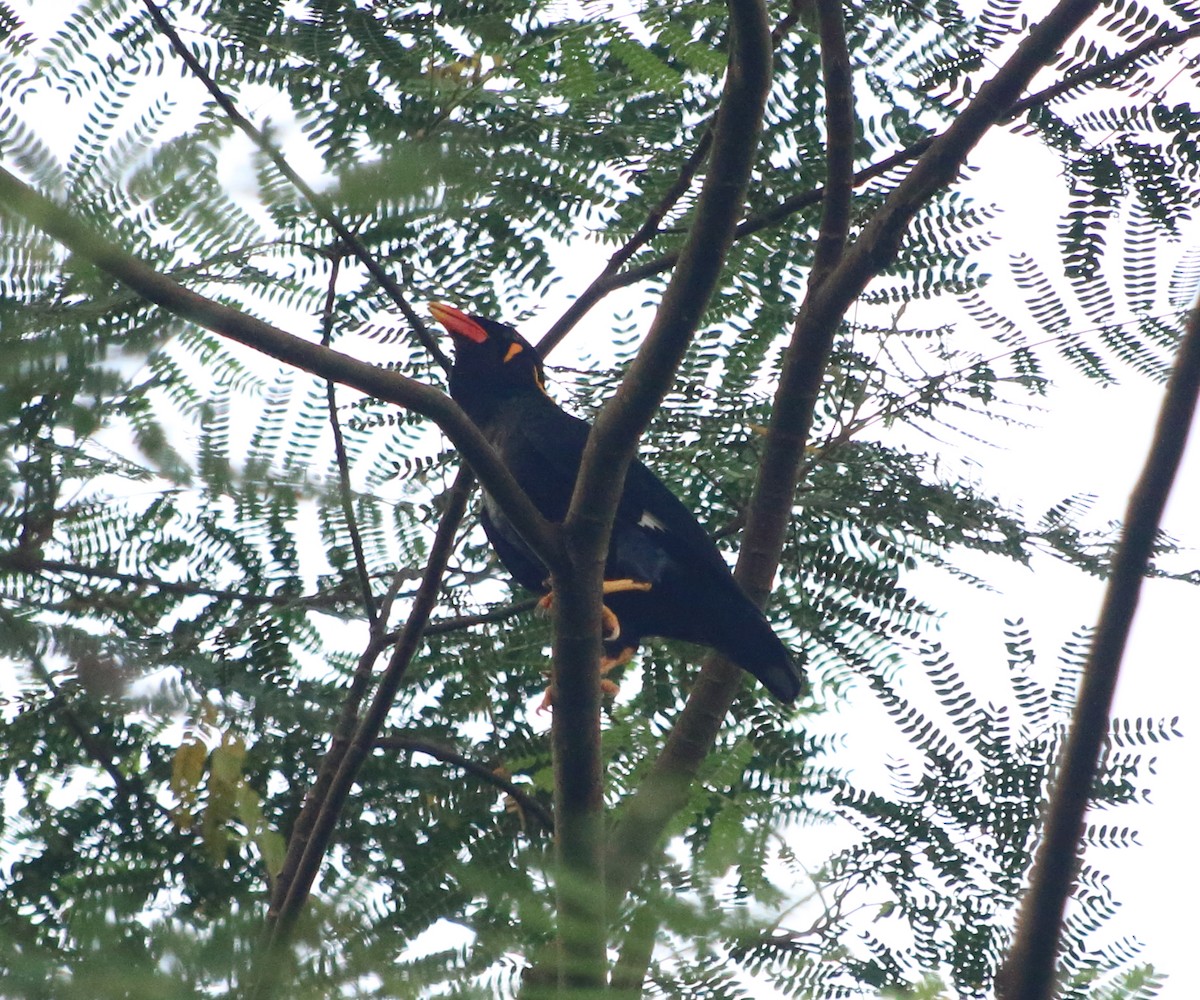 Common Hill Myna - ML299233231