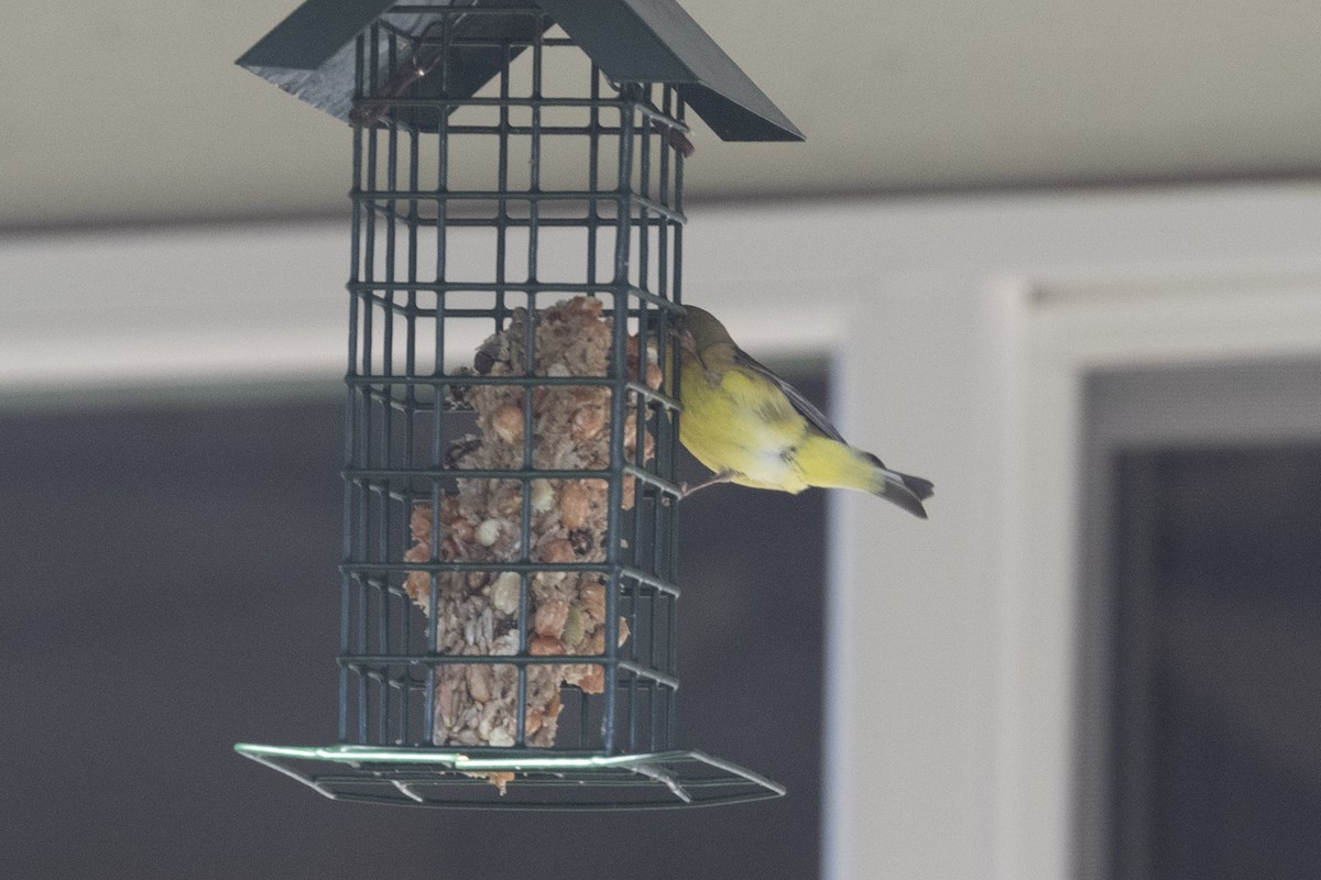 Lesser Goldfinch - ML299235711