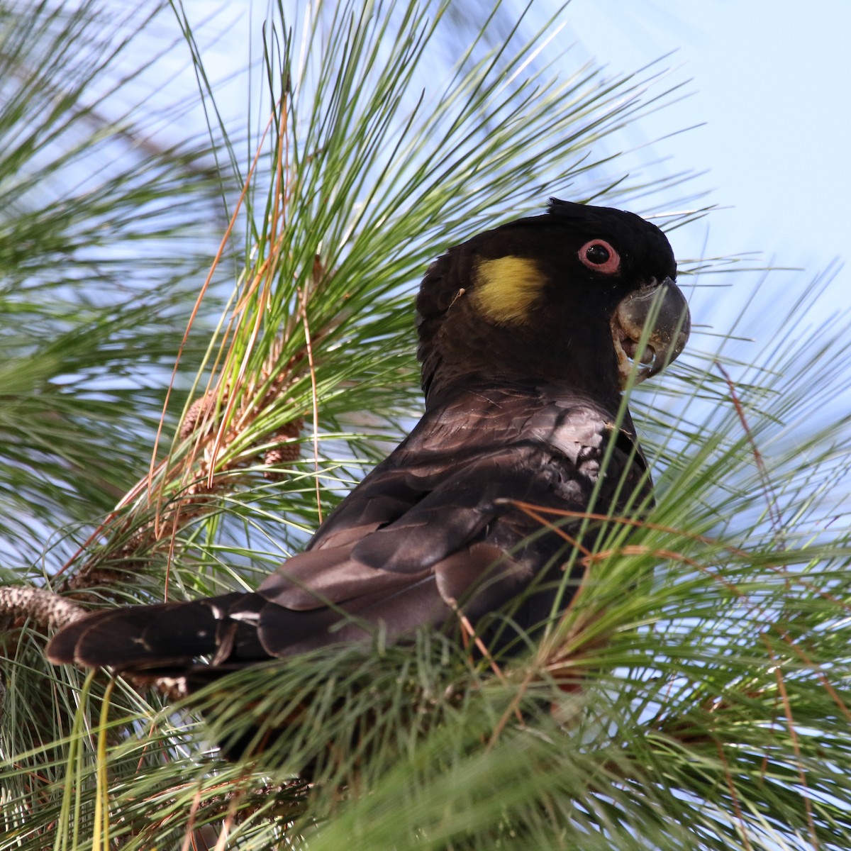 Cacatúa Fúnebre Coliamarilla - ML299240821