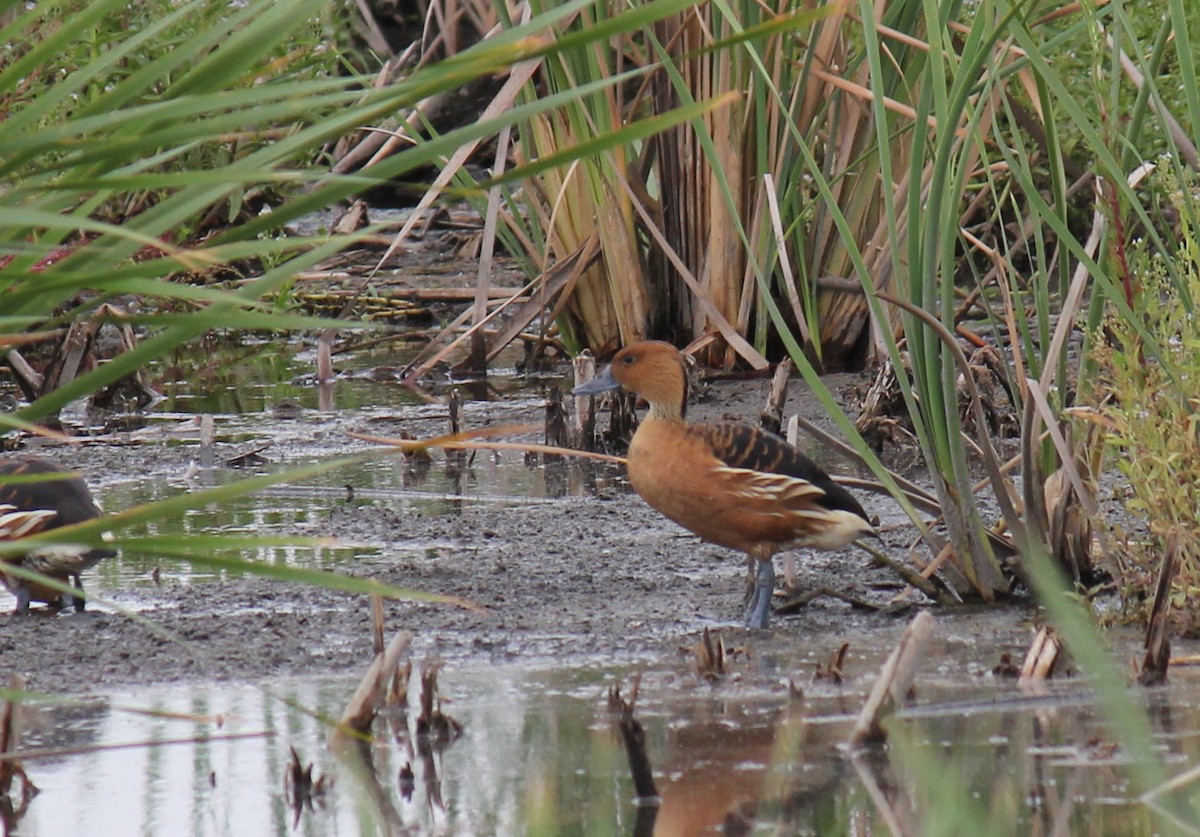 Fulvous Whistling-Duck - ML299241311