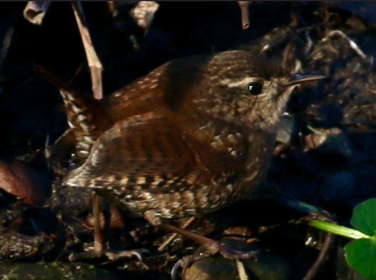 Winter Wren - ML299241751