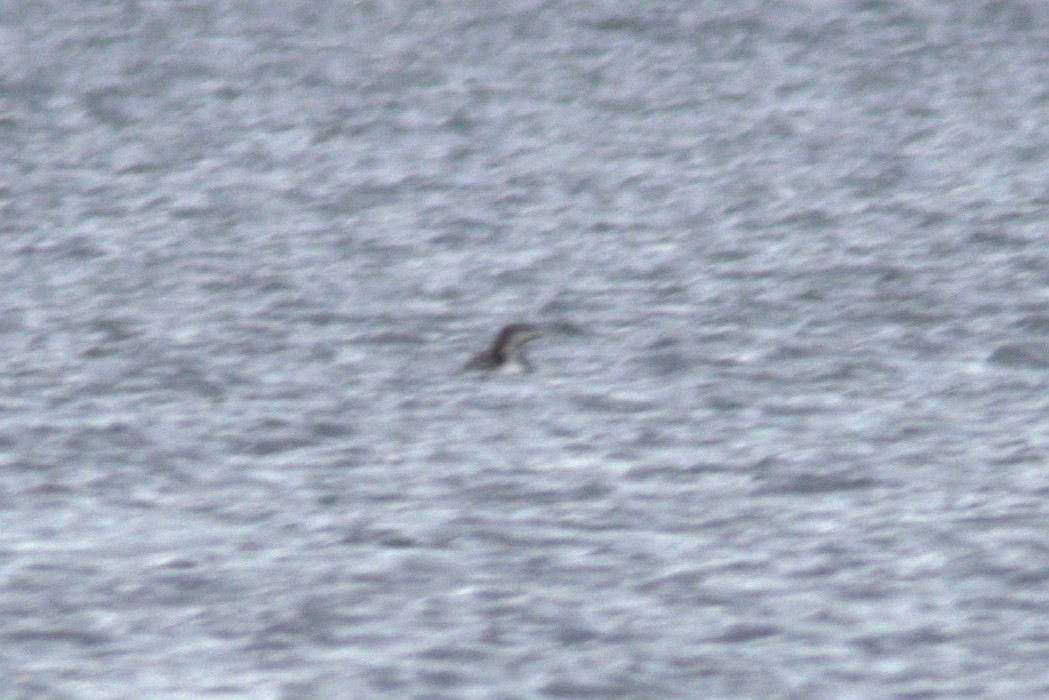 loon sp. - David Guertin