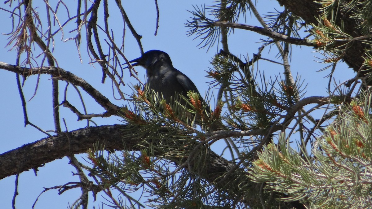 Pinyon Jay - ML29924291