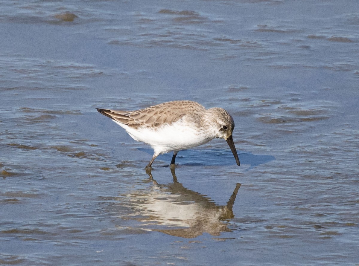 Western Sandpiper - Maury Swoveland