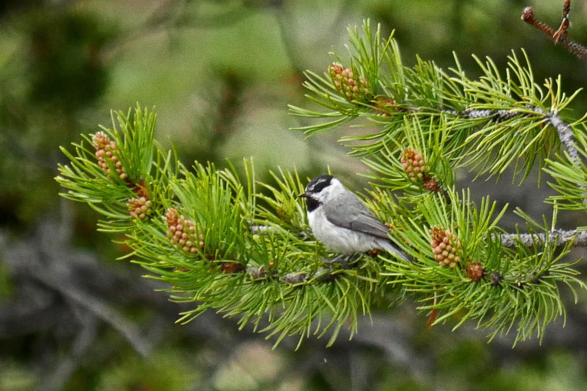 Mésange de Gambel - ML29924651