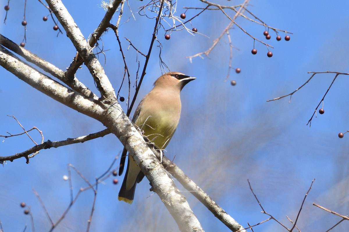 Cedar Waxwing - Jason Chen