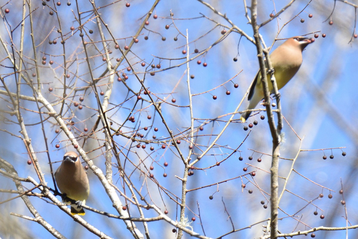 Cedar Waxwing - ML299251991