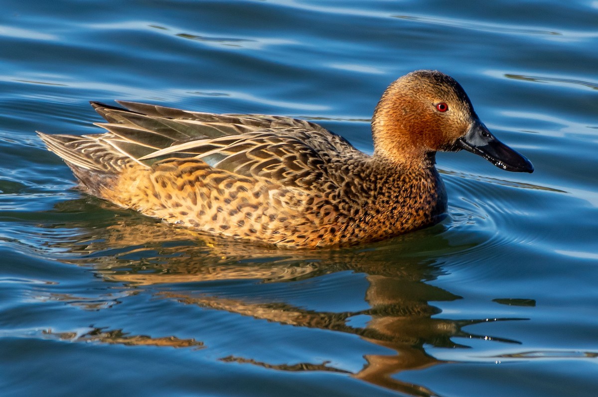 Cinnamon Teal - Phil Kahler