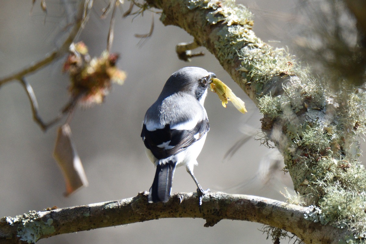 Loggerhead Shrike - ML299252881