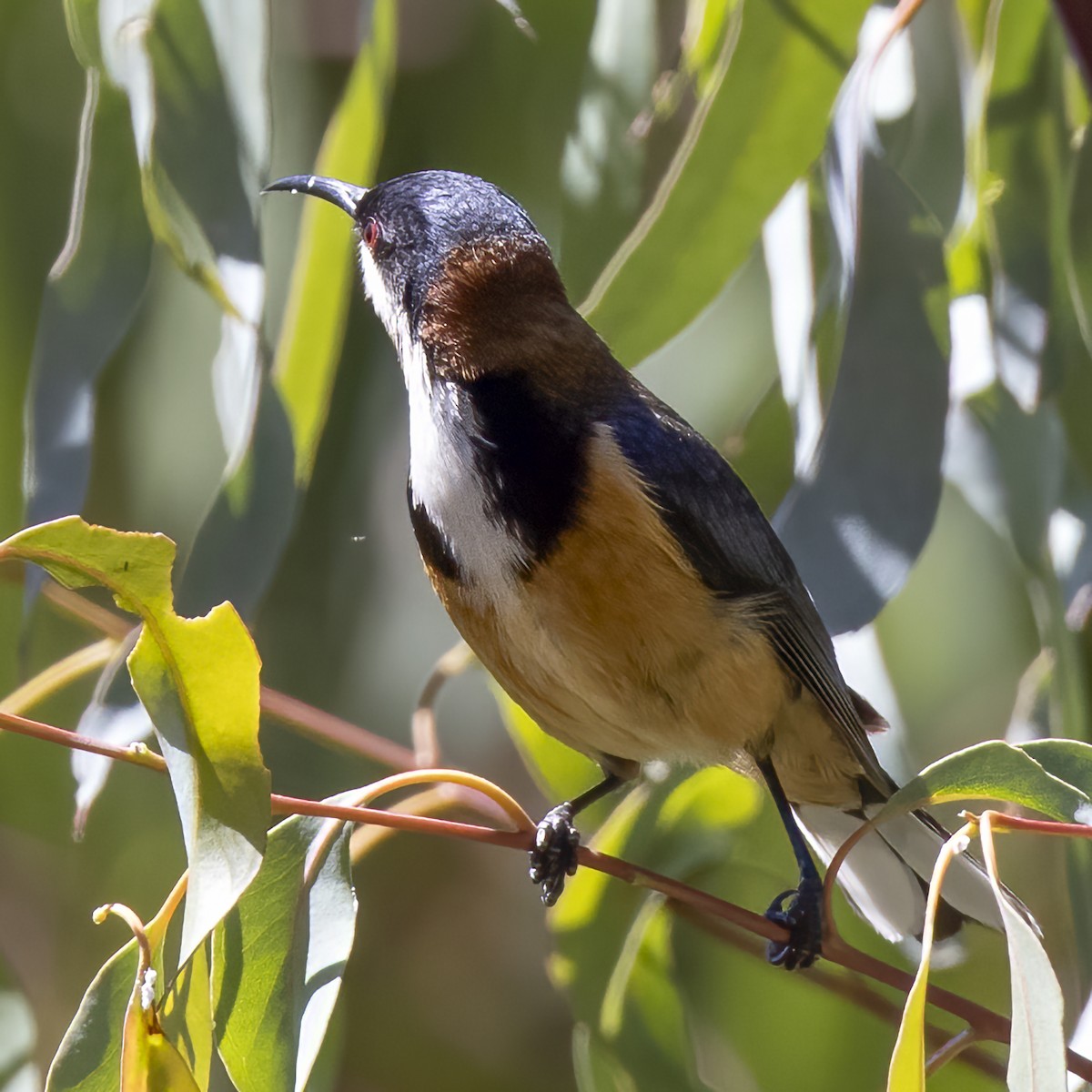 Eastern Spinebill - ML299253481