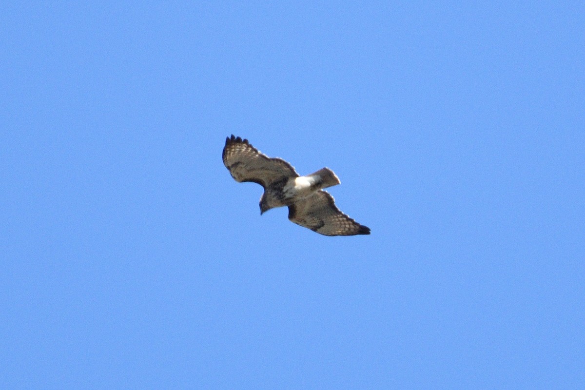 Red-tailed Hawk - Jason Chen