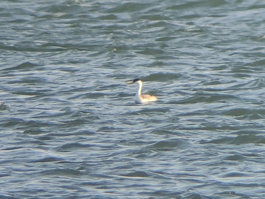 Western Grebe - Tracy Tate