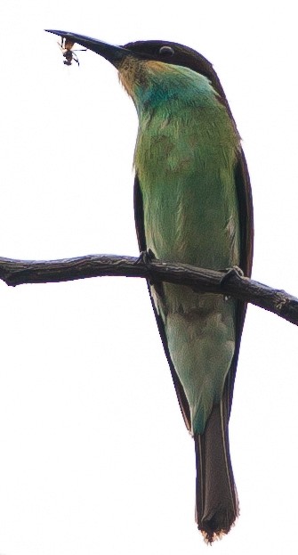 Blue-throated Bee-eater - ML299255581