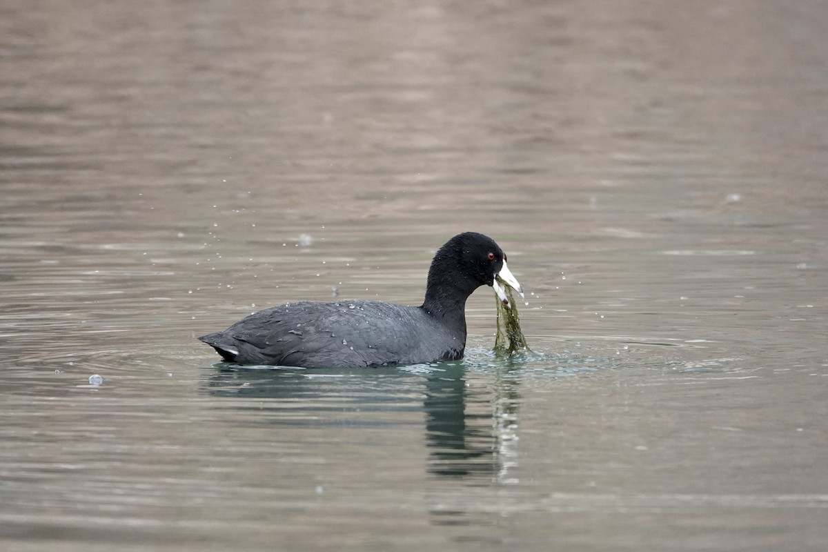 American Coot (Red-shielded) - ML299261601