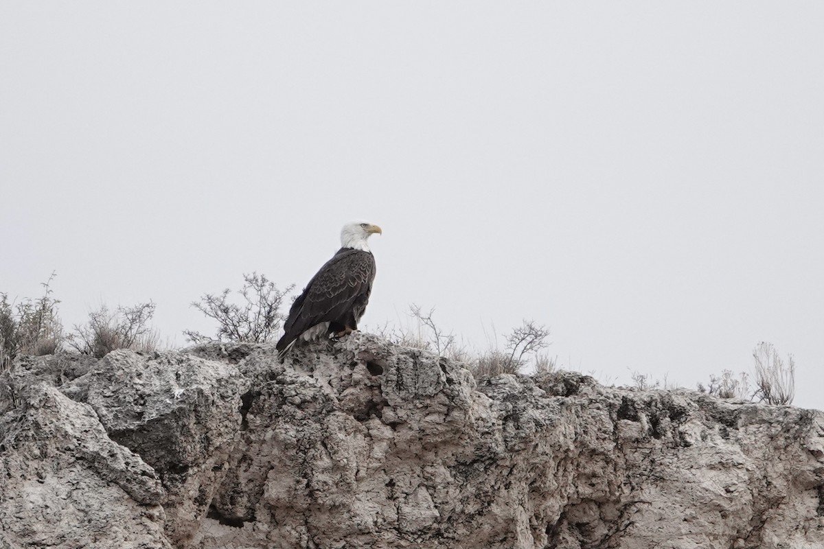 Bald Eagle - ML299261691