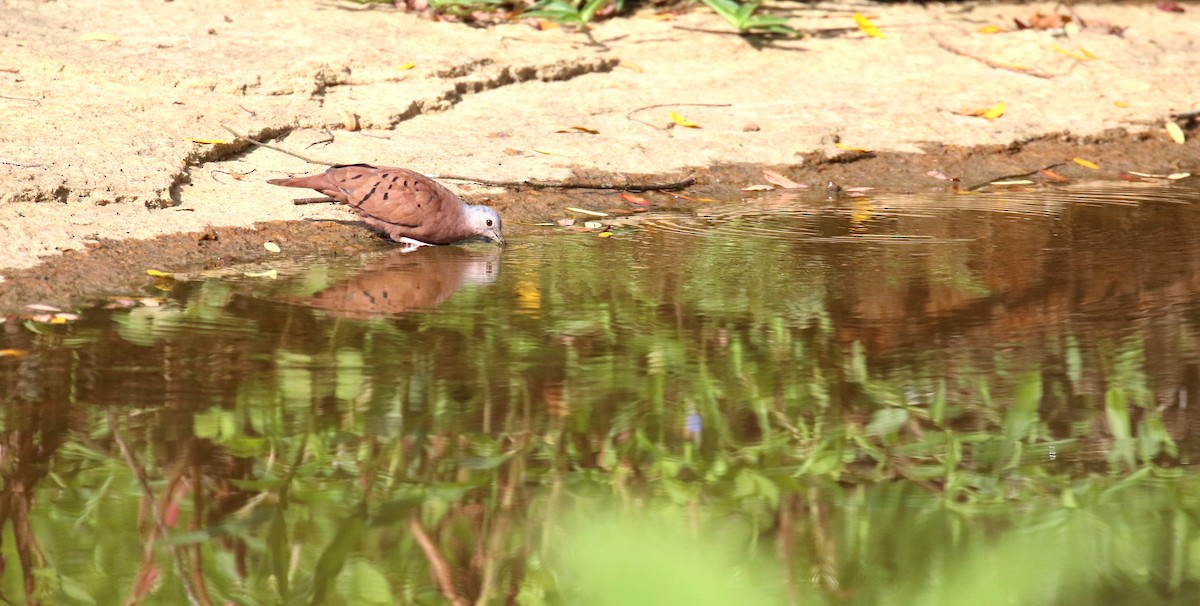 Ruddy Ground Dove - ML299261741