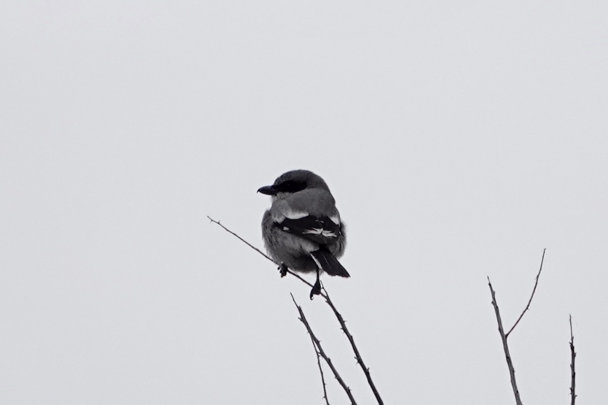 Loggerhead Shrike - ML299261761