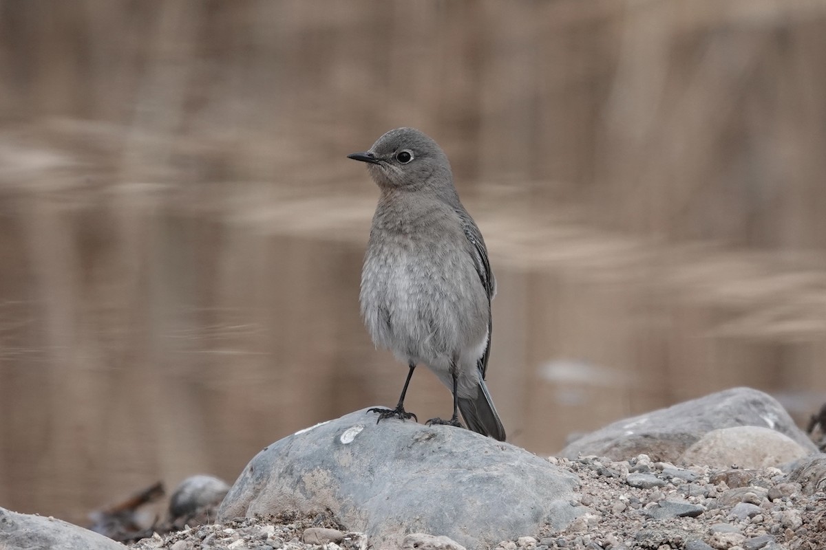 Mountain Bluebird - ML299261881