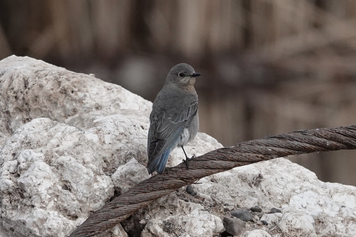 Mountain Bluebird - ML299262491