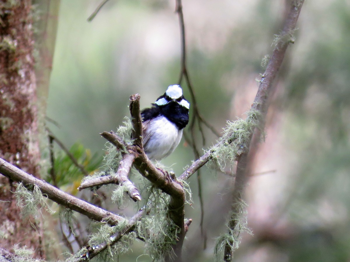 Superb Fairywren - ML299263231