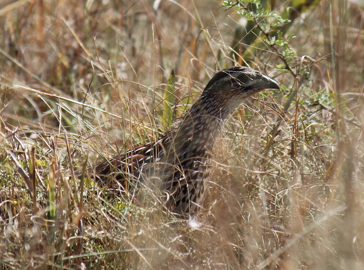 Crested Francolin - ML299263741