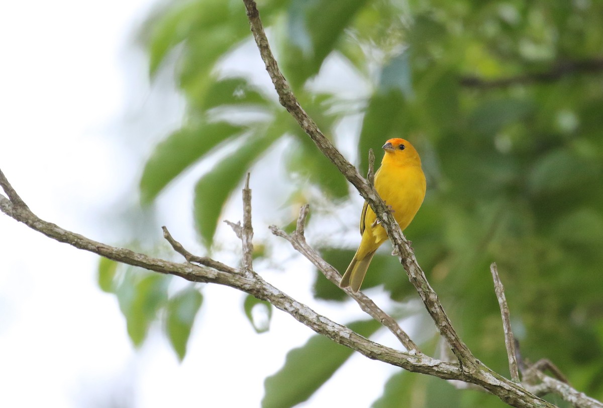 Saffron Finch - ML299264761