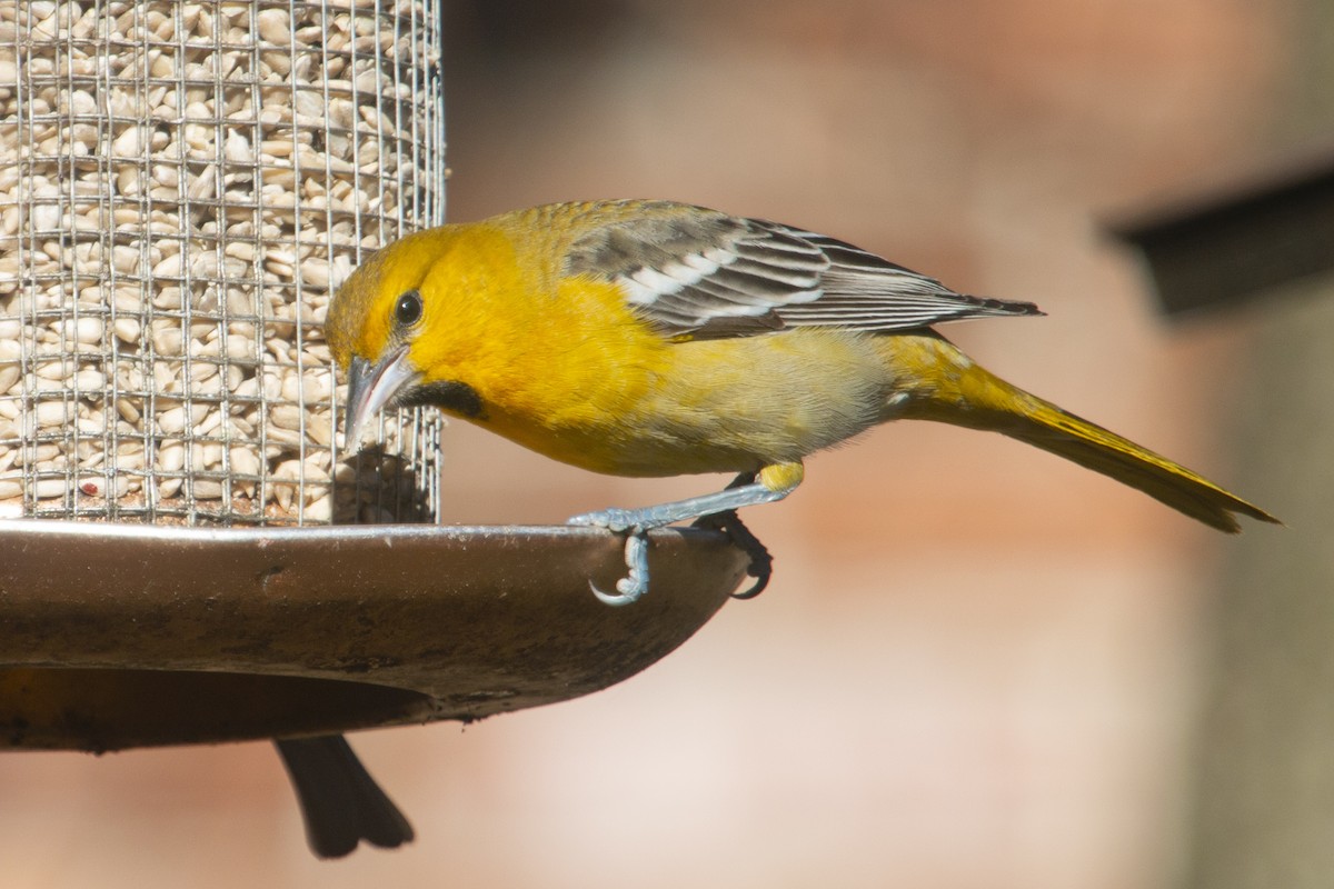 Bullock's Oriole - ML299265851