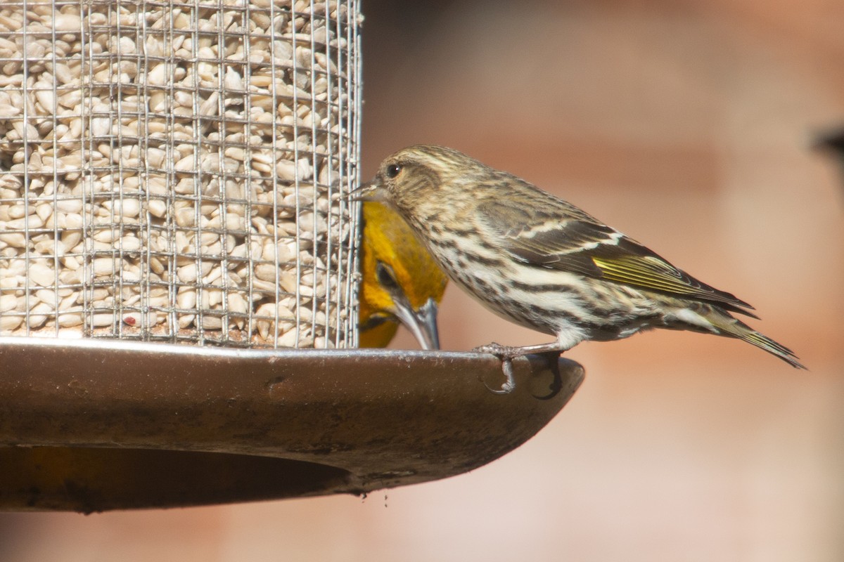 Pine Siskin - ML299265871