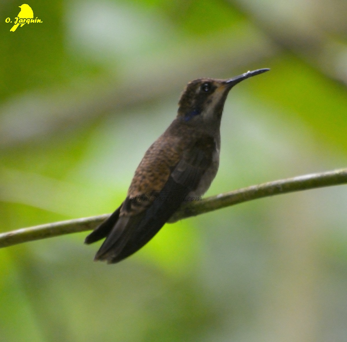 Brown Violetear - Orlando Jarquín