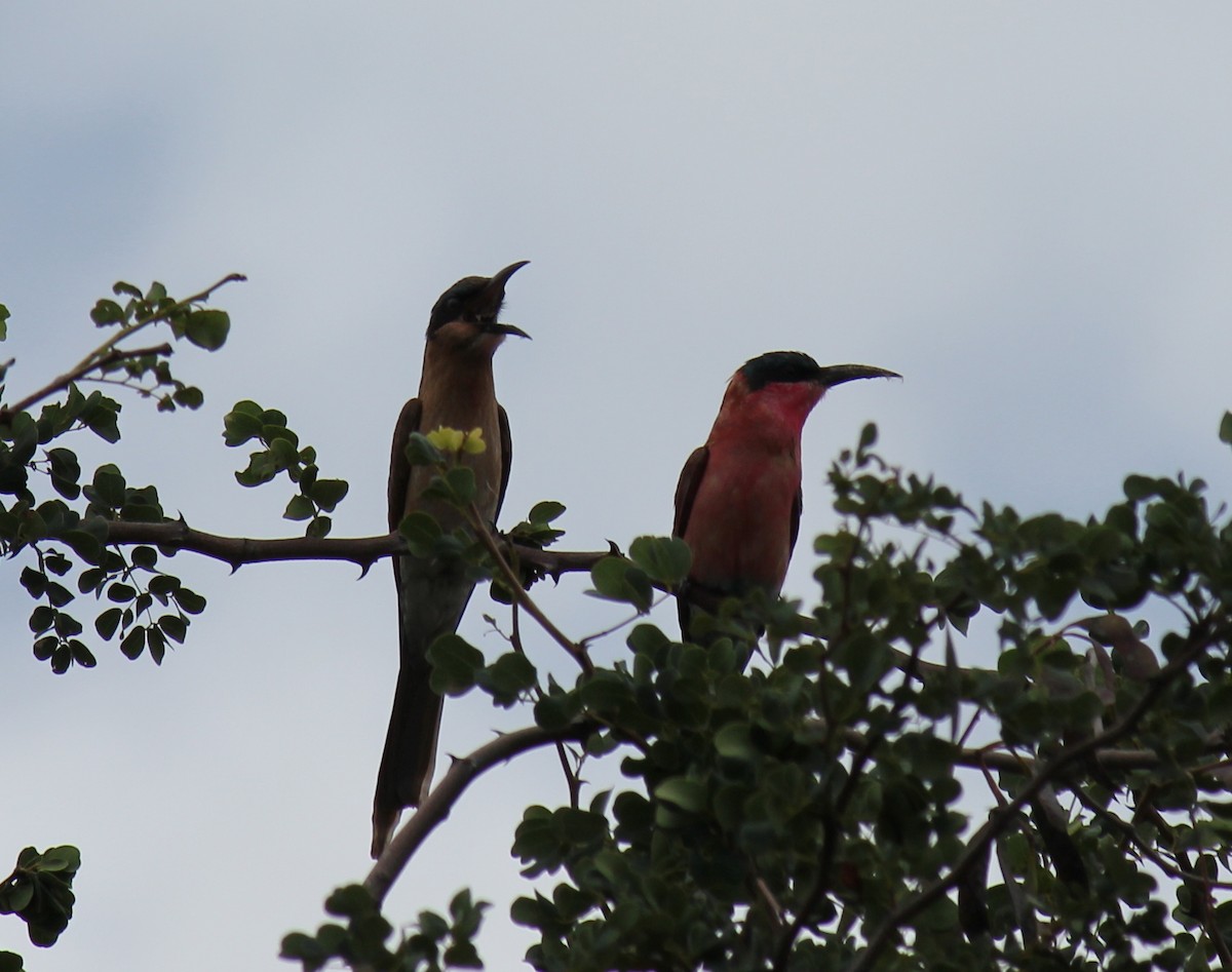 Southern Carmine Bee-eater - ML299267691