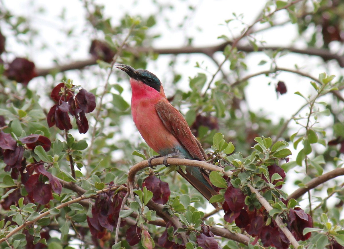 Southern Carmine Bee-eater - ML299267701