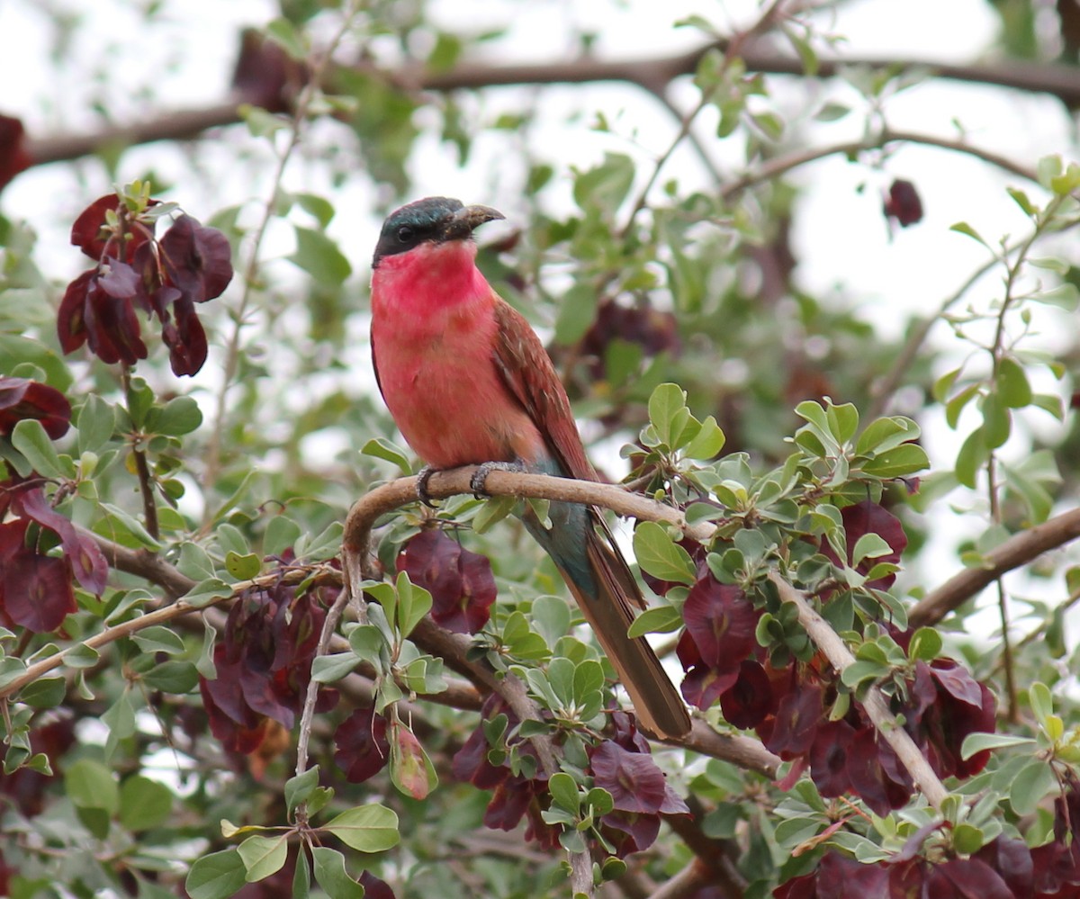 Southern Carmine Bee-eater - ML299267711