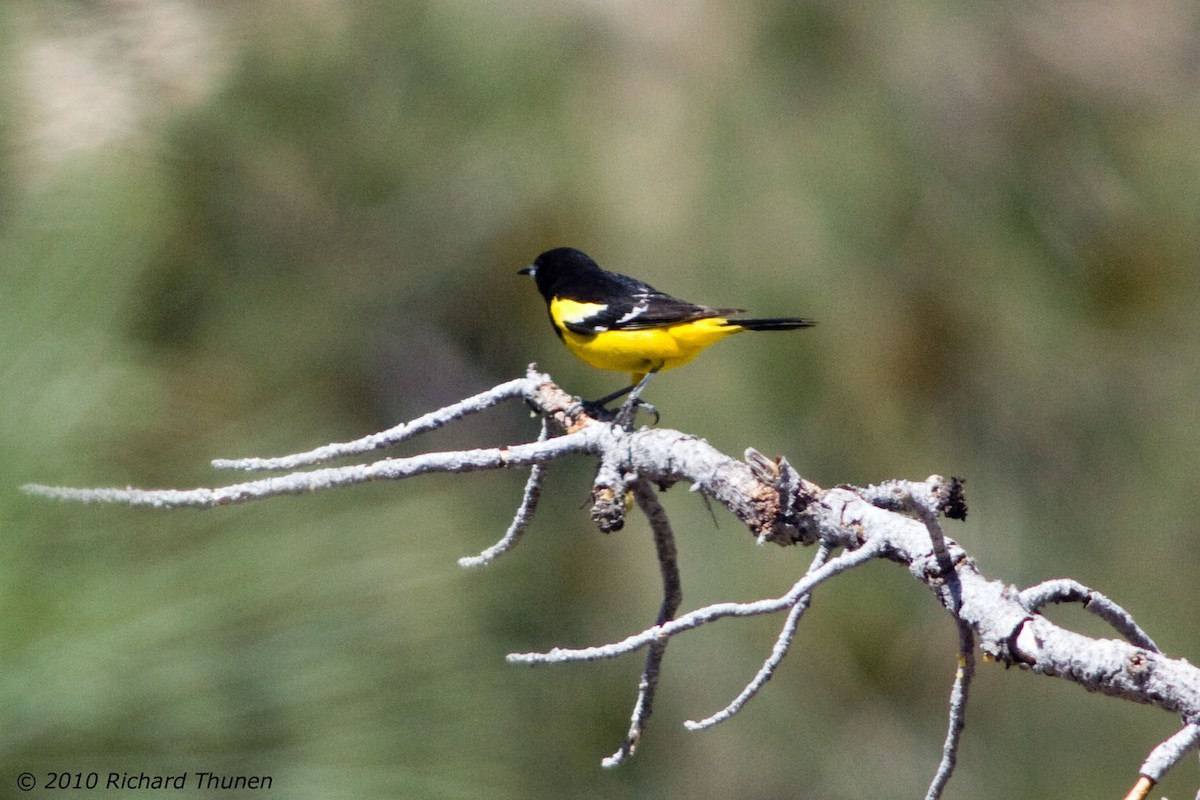 Scott's Oriole - Richard Thunen