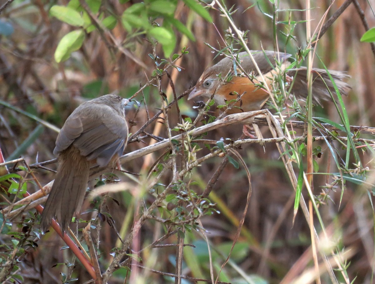 Tawny-bellied Babbler - ML299268271