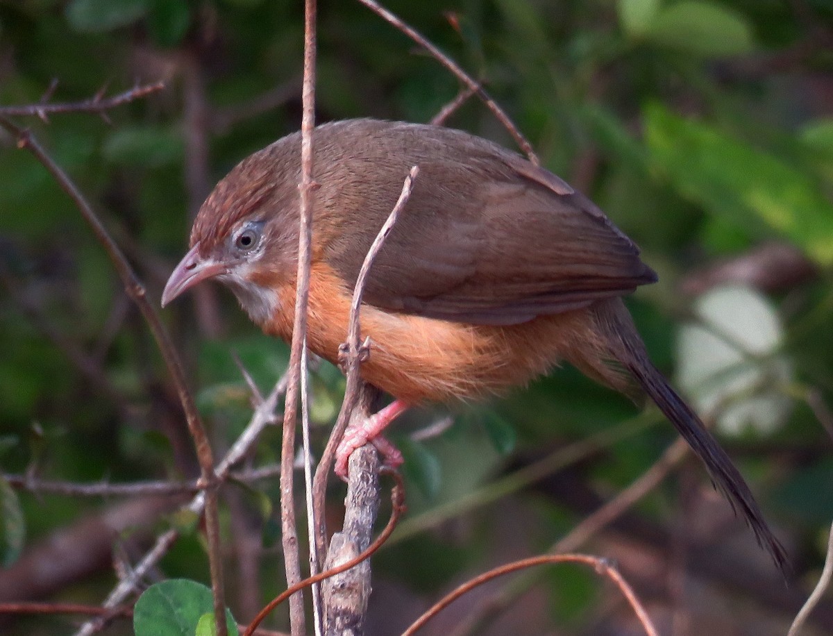 Tawny-bellied Babbler - ML299268321