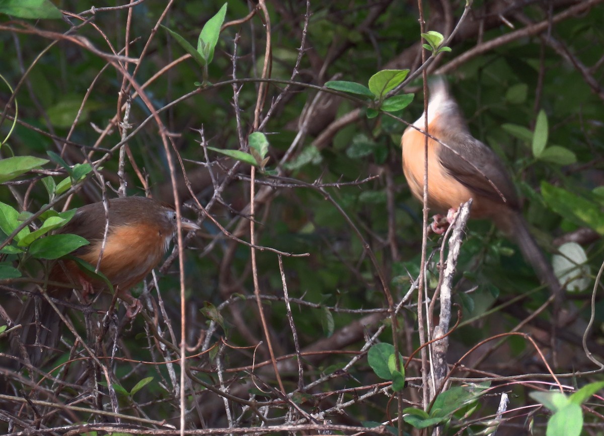 Tawny-bellied Babbler - ML299268421