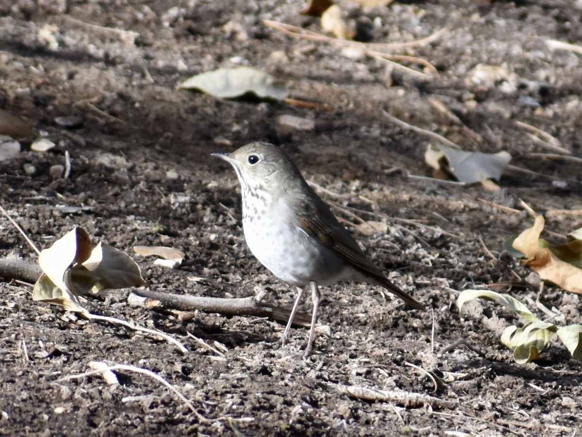 Hermit Thrush - Kyle Fisher