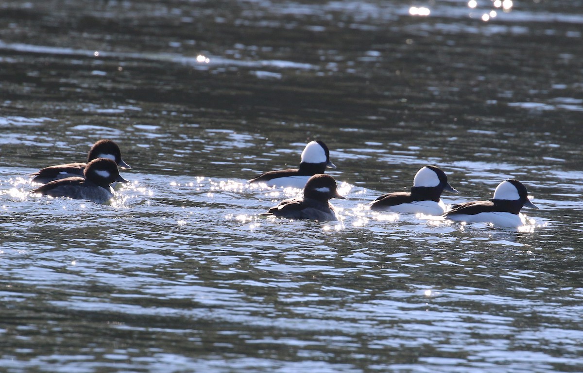 Bufflehead - ML299269971