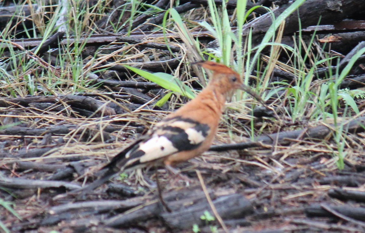 Eurasian Hoopoe (African) - ML299271141